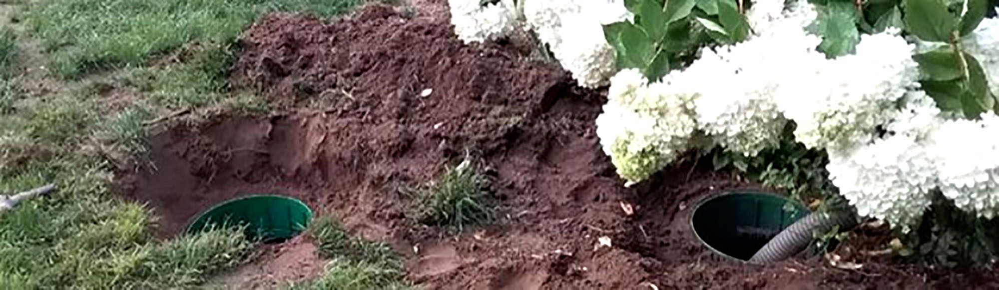 Freshly dug holes around hydrangea plant for garden drainage