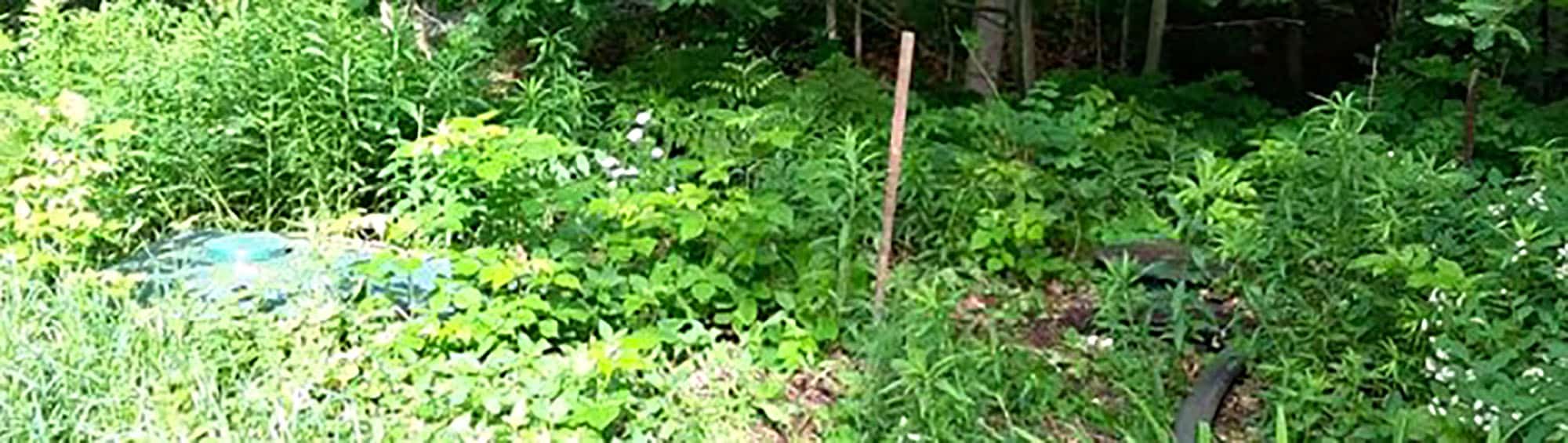 Lush garden with diverse green plants, small pink flowers, and wooden stake