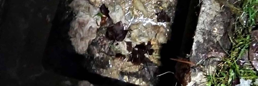 Wet autumn leaves and debris in a concrete septic