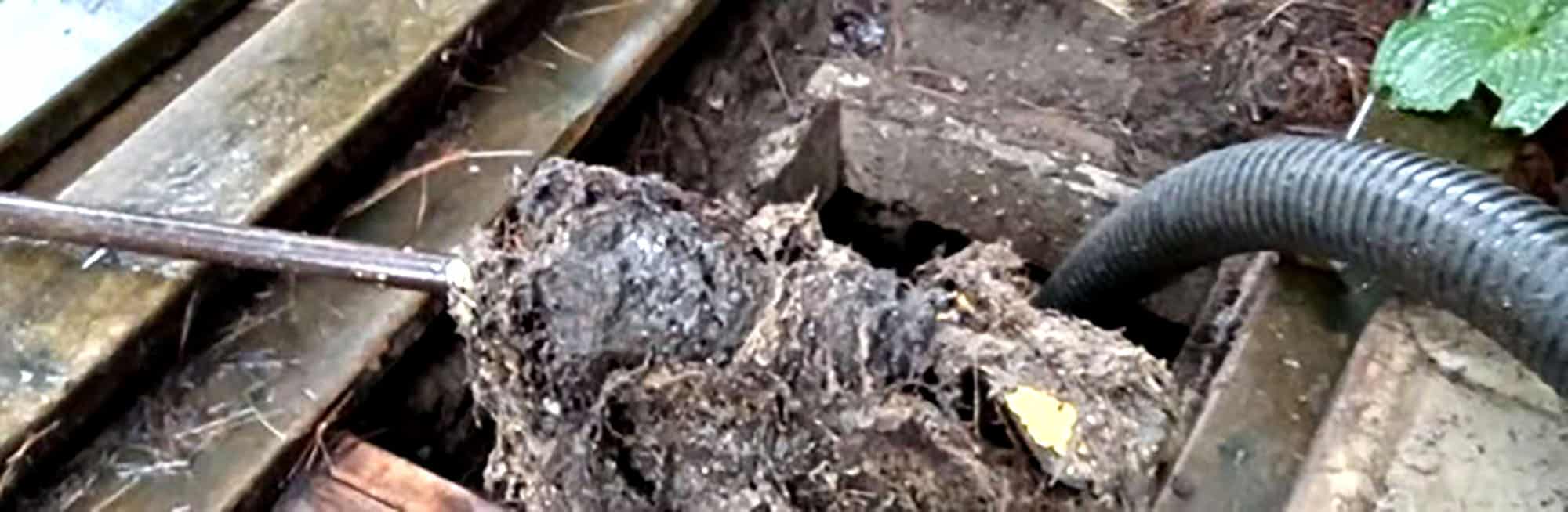 Large mass of tangled roots removed from residential septic system