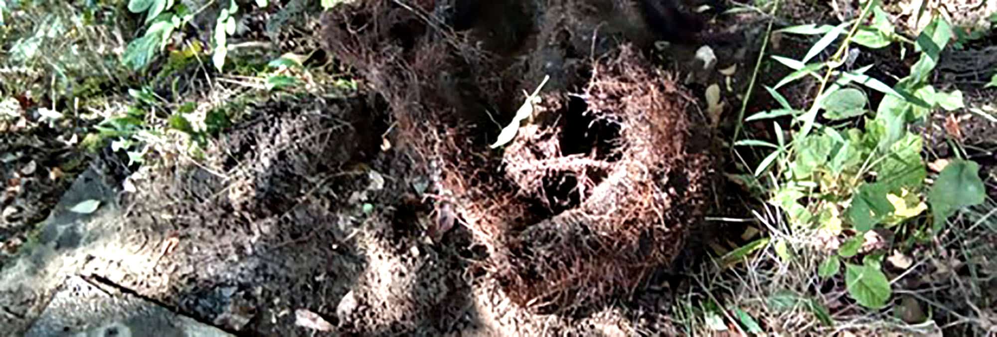 Large tree root inside septic tank.